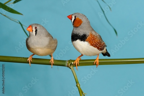 Zebrafink (Taeniopygia guttata) in der Voliere.