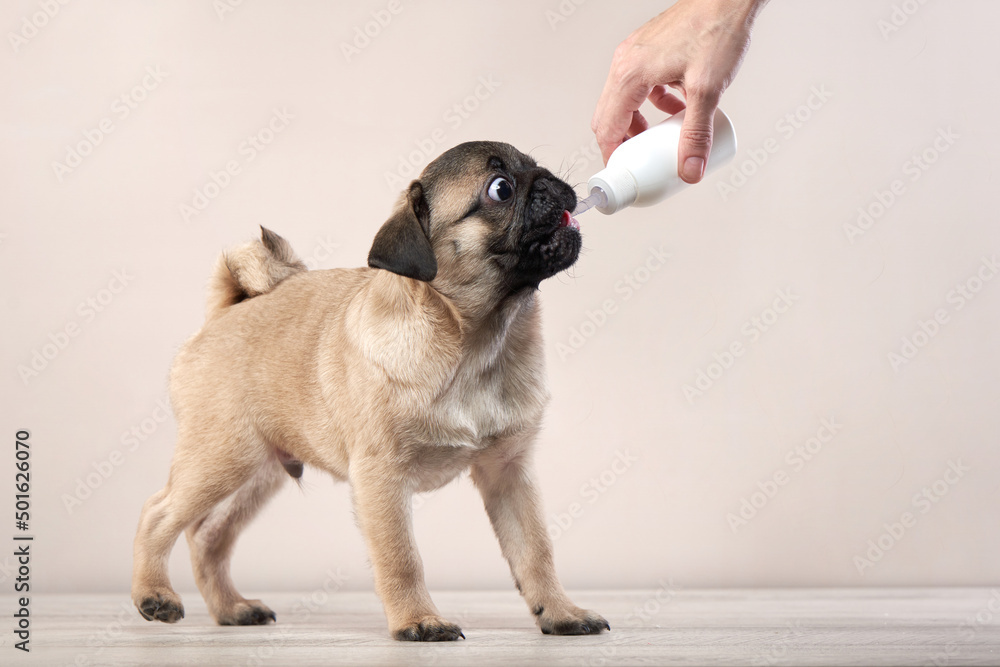 what kind of milk can a puppy drink