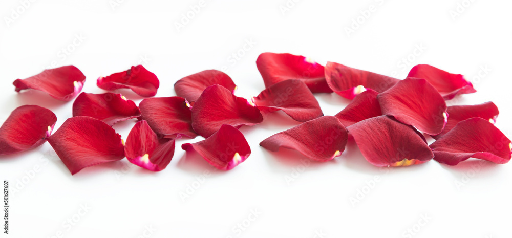 Red rose petals on a white background Red rose petals on a white background