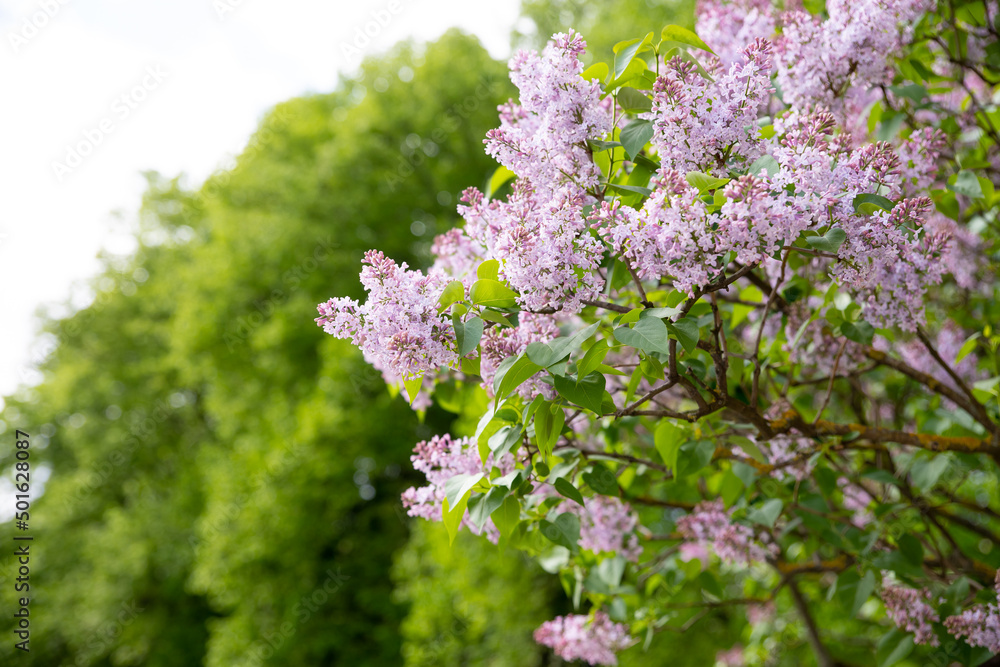 Beautiful lilac flowers with selective focus. pink lilac flower with blurred green leaves. Spring blossom. Blooming lilac branches in the park. Summer time