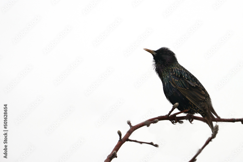 Fototapeta premium A singing starling on an apple tree branch in a contour light close-up. Copy space.