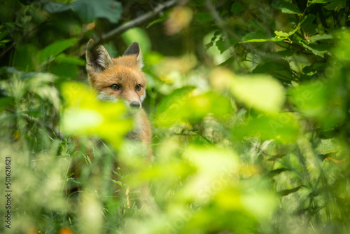 Fuchs versteckt