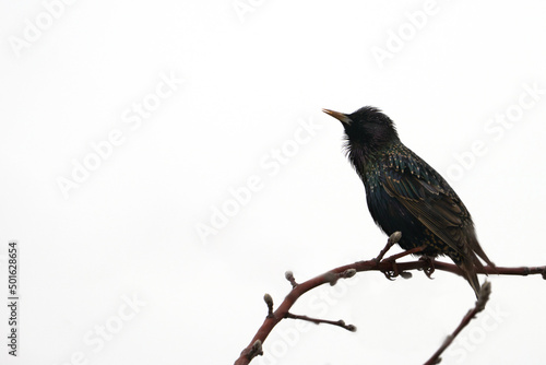  A singing starling on an apple tree branch in a contour light close-up. Copy space. © ROMAN DZIUBALO