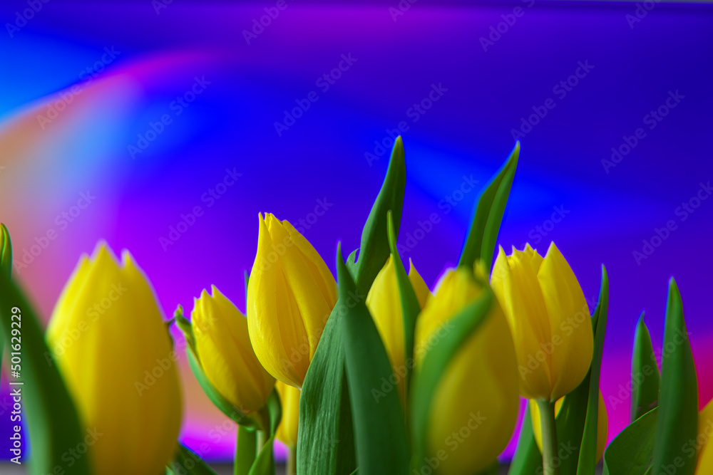 Fototapeta premium Bukiet żółtych tulipanów na kolorowym tęczowym tle
