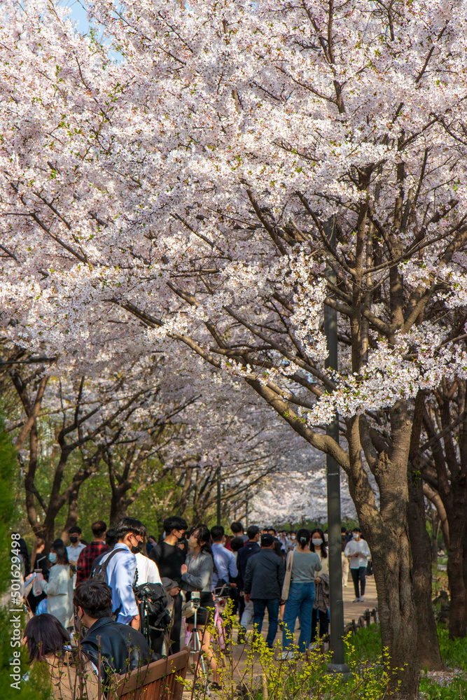 cherry blossom cherry blossom