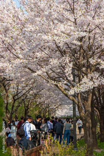 cherry blossom © GARAM