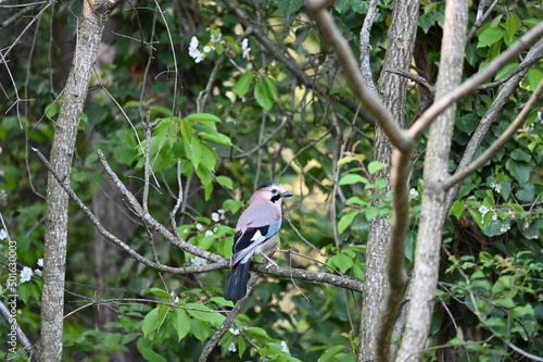 Jay bird on a branch.