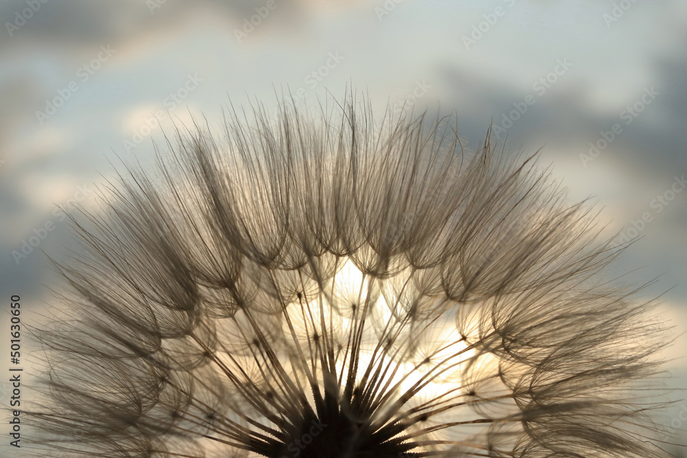 Fototapeta premium Fluffy Dandelion against sunset sun. The sun shines through of Dandelion. Summer or spring background. Desktop computer background. Fragility. Dandelion flower with seeds ball .Silhouette flower.