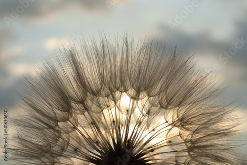 Fluffy Dandelion against sunset sun. The sun shines through of Dandelion. Summer or spring background. Desktop computer background. Fragility. Dandelion flower with seeds ball .Silhouette flower.