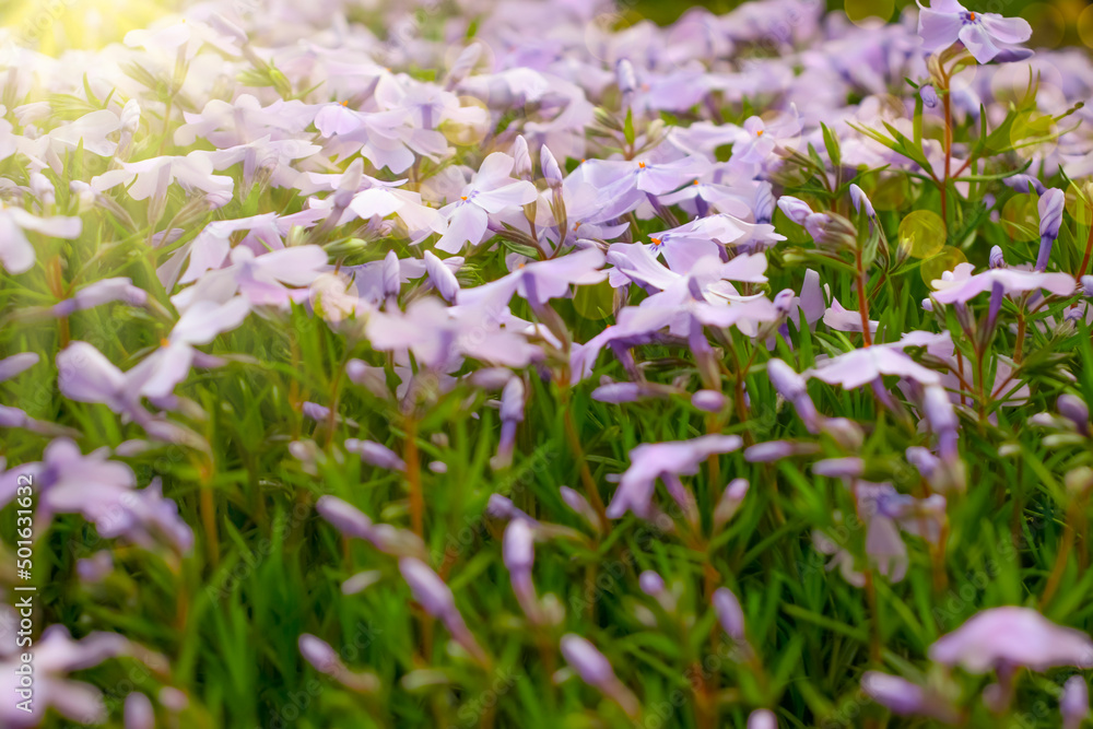 beautiful spring flowers in the meadow beautiful spring flowers in the meadow
