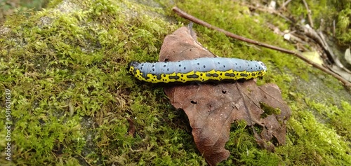 Caterpillar of black, yellow and lead color walking on the moss.