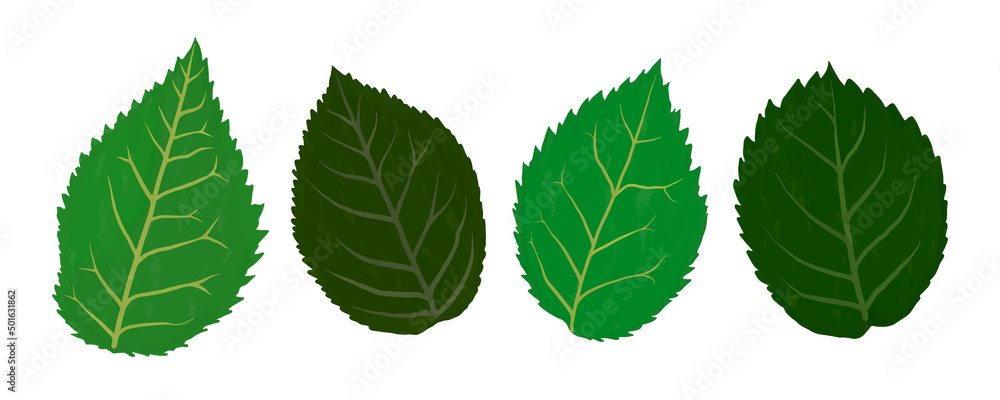 Rose leaves gouache flat illustrations set. Green leaves isolated on white background for wrapping paper, wallpaper Rose leaves gouache flat illustrations set. Green leaves isolated on white background for wrapping paper, wallpaper