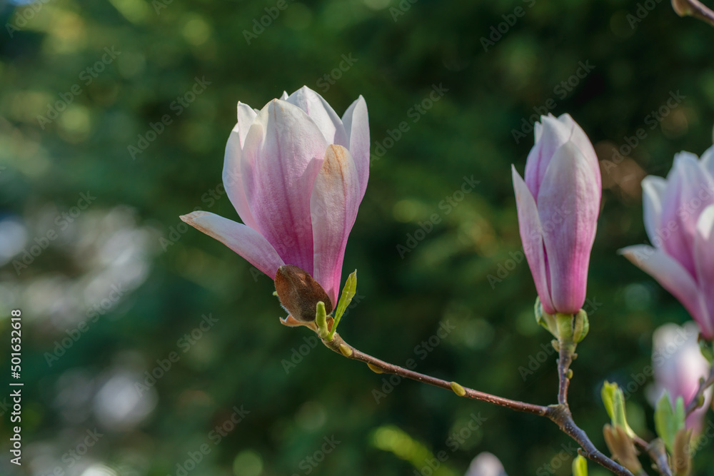 Against a blurred green background, a close-up of a delicate magnolia flower with the first traces of wilting. The fragility of beauty and youth, the rapid passage of time Against a blurred green background, a close-up of a delicate magnolia flower with the first traces of wilting. The fragility of beauty and youth, the rapid passage of time