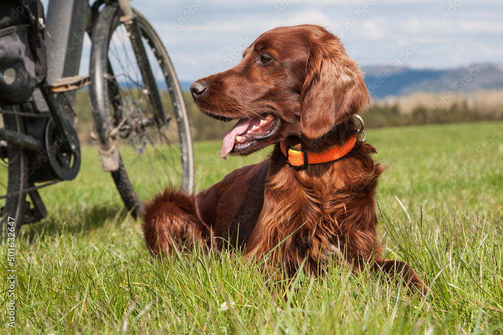 Dog lies next to the bike on the meadow. What could be nicer than exploring nature by bike and with the dog in spring. But you always have to take breaks on the bike tour so that the dog can recover. Dog lies next to the bike on the meadow. What could be nicer than exploring nature by bike and with the dog in spring. But you always have to take breaks on the bike tour so that the dog can recover.