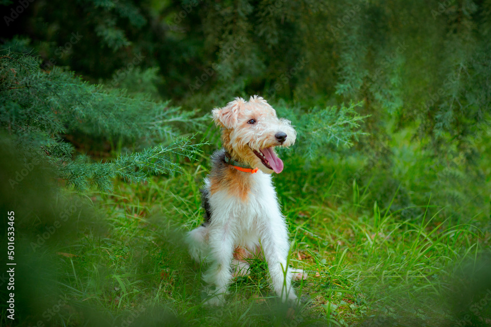 cute, thoroughbred fox terrier dog, sitting in the park on a green background of trees