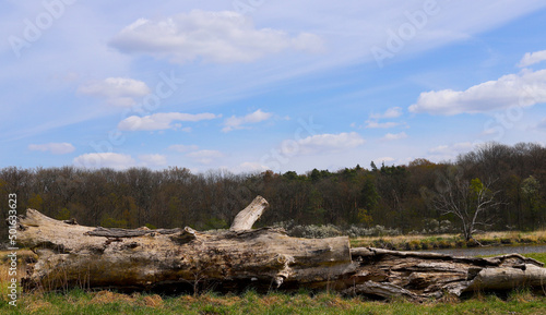 Landscape with fallen tree and mmd