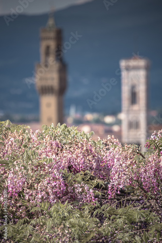 The magic of wisteria in Florence