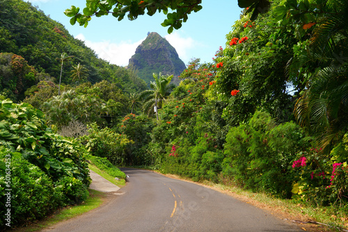 Kuhio Highway on the North Shore of Kauai island in Hawaii, United States - Countryside road surrounded with lush mountains and flowered trees photo