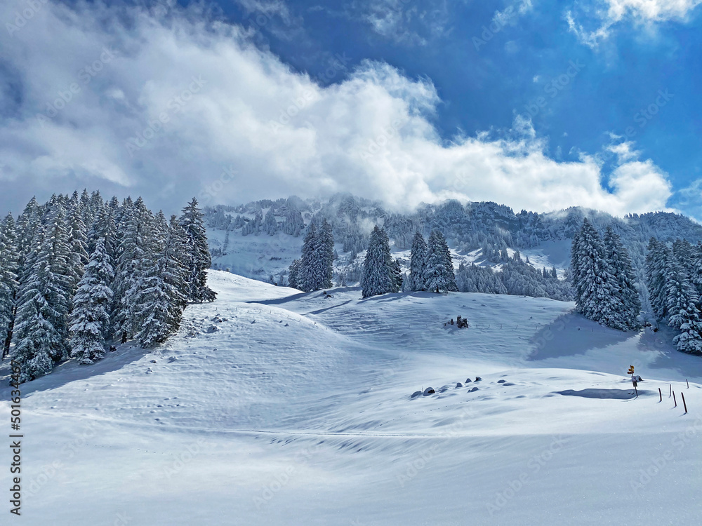 Fototapeta premium Picturesque canopies of alpine trees in a typical winter atmosphere after the spring snowfall over the Obertoggenburg alpine valley and in the Swiss Alps - Nesslau, Switzerland (Schweiz)