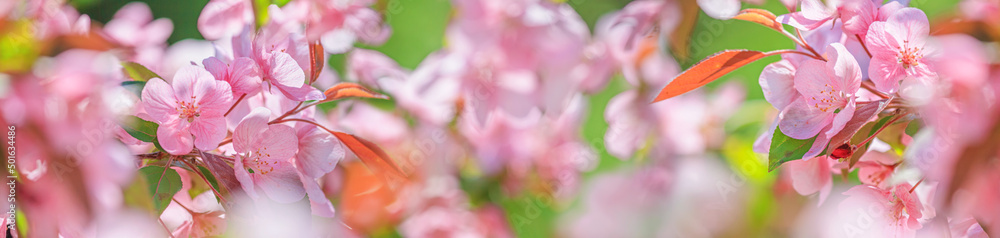 Spring background - pink flowers of apple tree on the background of a blooming garden. Horizontal banner with space for text
