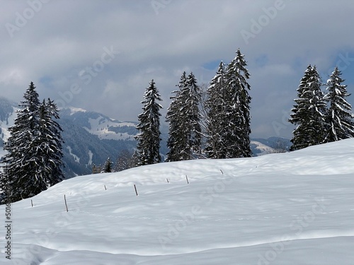Picturesque canopies of alpine trees in a typical winter atmosphere after the spring snowfall over the Obertoggenburg alpine valley and in the Swiss Alps - Nesslau  Switzerland  Schweiz 