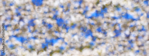 Spring background  panorama  banner - white magnolia flowers on a tree  closeup with space for text