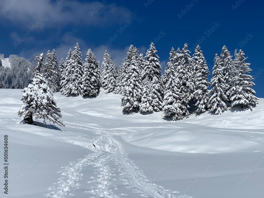 Picturesque canopies of alpine trees in a typical winter atmosphere after the spring snowfall over the Obertoggenburg alpine valley and in the Swiss Alps - Nesslau, Switzerland (Schweiz)