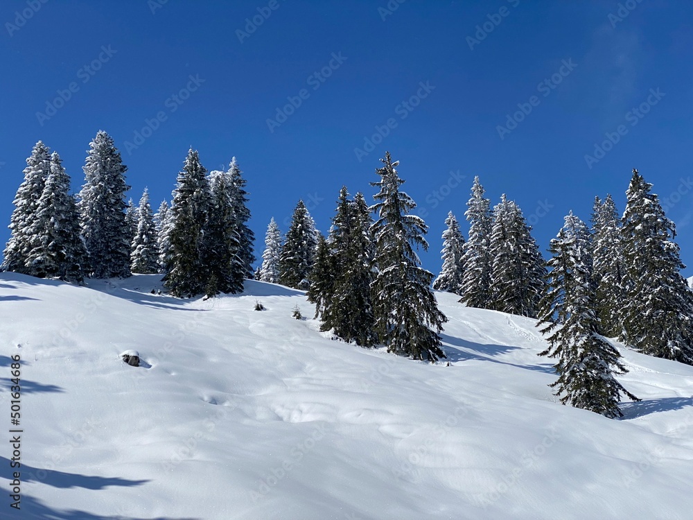 Picturesque canopies of alpine trees in a typical winter atmosphere after the spring snowfall over the Obertoggenburg alpine valley and in the Swiss Alps - Nesslau, Switzerland (Schweiz) Picturesque canopies of alpine trees in a typical winter atmosphere after the spring snowfall over the Obertoggenburg alpine valley and in the Swiss Alps - Nesslau, Switzerland (Schweiz)