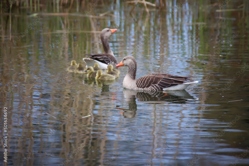 Eine Familie Graugänse mit ihrem Nachwuchs an einem Teich.