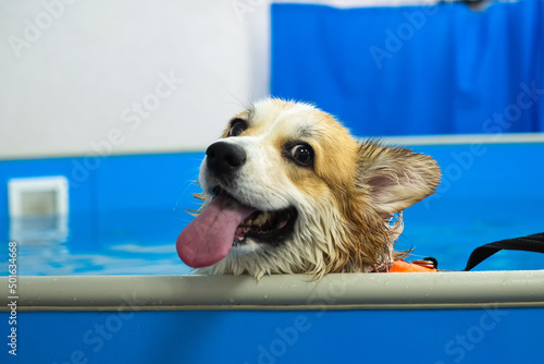 Canvastavla Corgi dog in life jacket swim in the swimming pool
