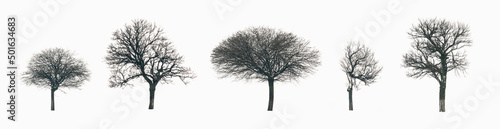 Set of trees, isolated on white background. Silhouettes of isolated deciduous trees in winter photo