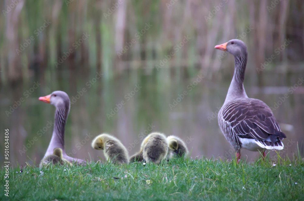 Eine Familie Graugänse mit ihrem Nachwuchs an einem Teich. Eine Familie Graugänse mit ihrem Nachwuchs an einem Teich.