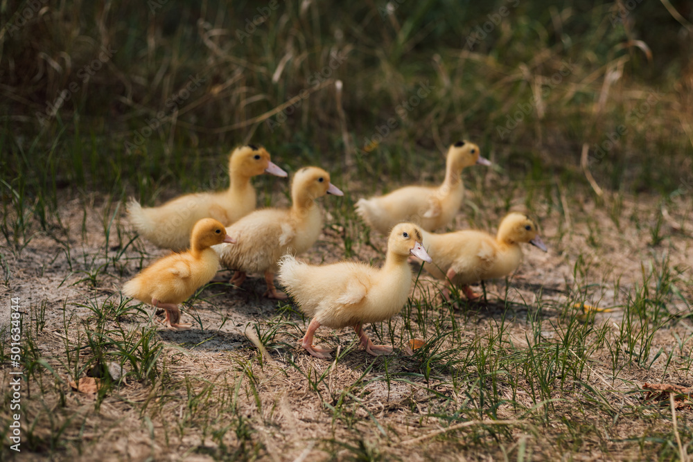 A flock of small yellow ducklings sits in the grass and watches. A flock of small yellow ducklings sits in the grass and watches.