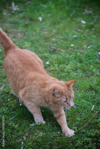 Portrait einer verspielten Katze mit rotbraunen Fell.