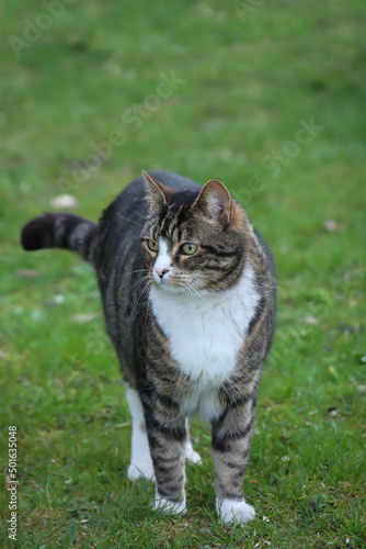 Portrait einer freilaufenden getigerten Katze im Dorf.