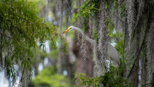 Vászonkép Great Egret, Lake Martin, Louisiana