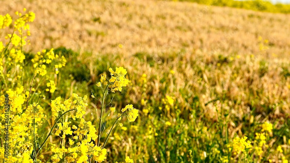 川の土手の中で満開に咲く菜の花たち 川の土手の中で満開に咲く菜の花たち