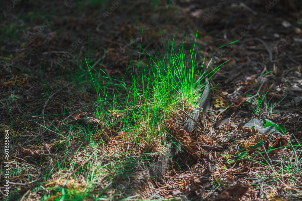 Obraz premium Young green grass in the bright morning sunlight among the dry fallen leaves in early spring, darkness and cold recede, the struggle of light and darkness