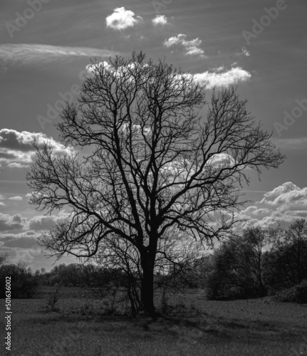 Lonely Tree in a Park, St Chad Nature Reserve, England, April 2022.