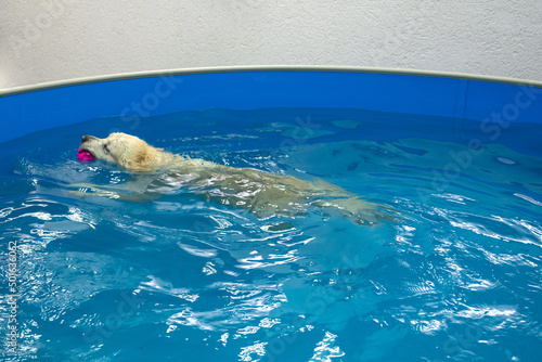 Картината върху платно golden retriever dog playing with ball in the swimming pool