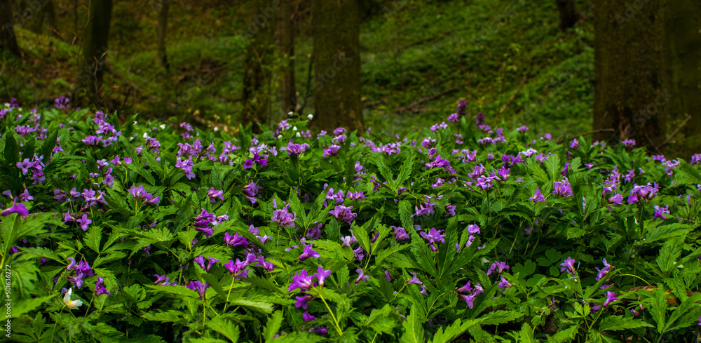 Beautiful violet or lilac flowers blooming in wild forest. Cardamine bulbifera, bittercress or toothwort flowering plants