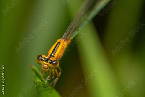 fotos de insetos em clouse, macro - libelula photo