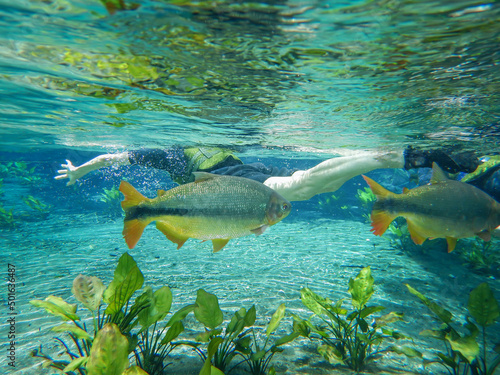 Bonito - MS - floresta com rio limpo e cristalino - peixe piraputanga