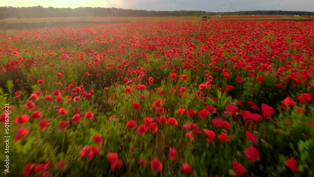 Flying over a field of red poppies. Beautiful flowers and spring natural composition.