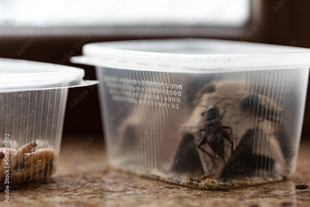 Crickets, reptile feed insects in plastic containers with holes for air. Big crickets from a pet