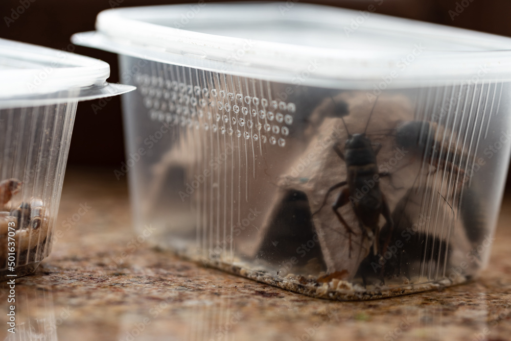 Crickets, reptile feed insects in plastic containers with holes for air
