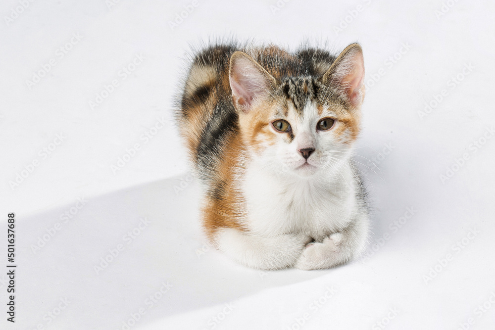 kitten on white