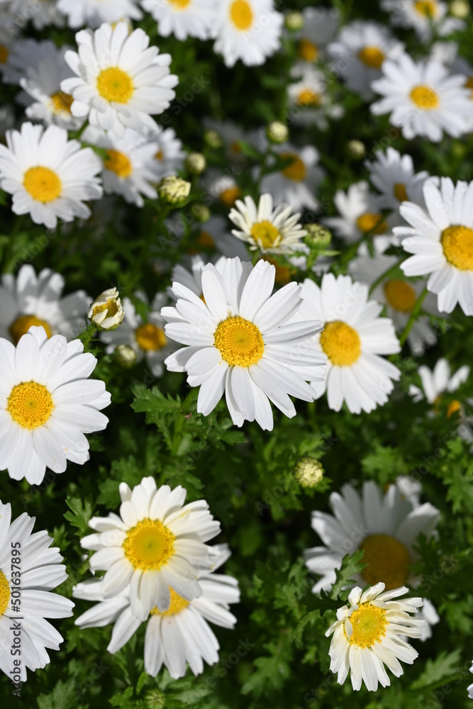 Daisy flowers Daisy flowers