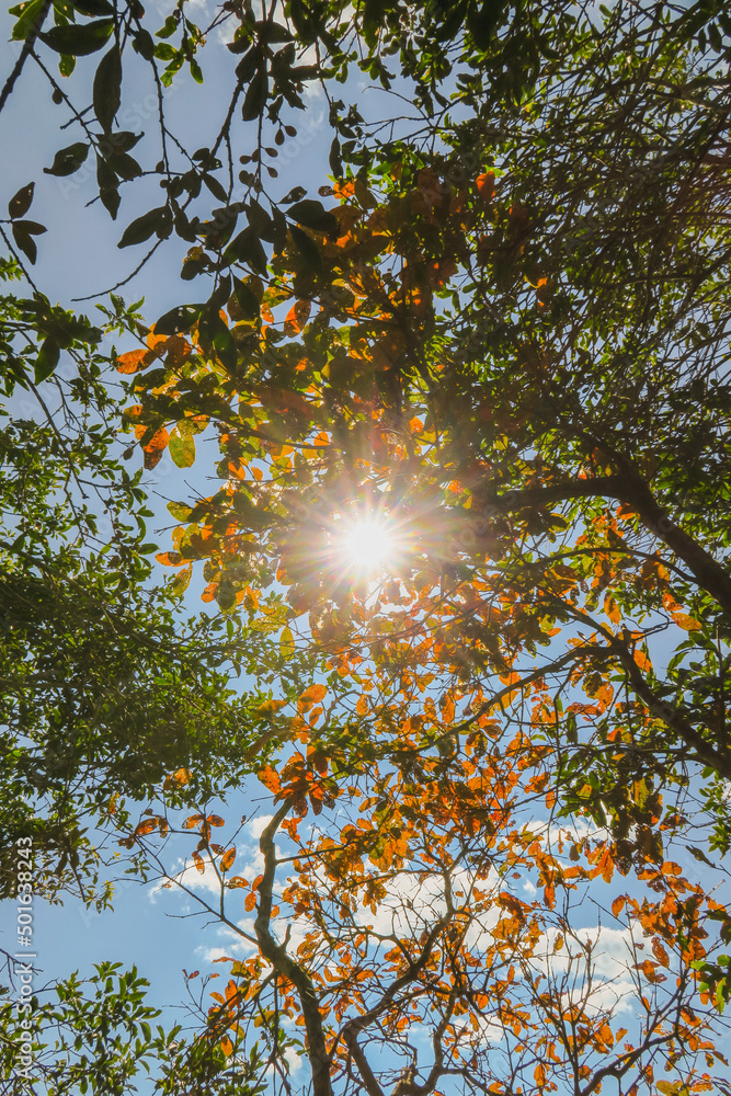 Fototapeta premium O sol se ajusta a você - São Bento do Sapucaí, São Paulo