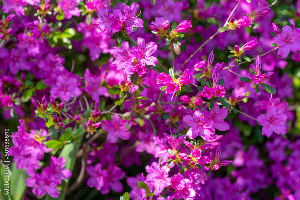 flowers in the garden flowers in the garden